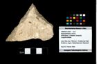 Foto (Objekt + Etikett) von Abyssophthalmus mirum  (NHMW-GEO-1990-0041-3300)